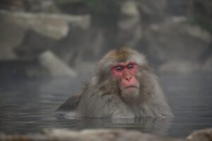 温泉イメージうっとり猿